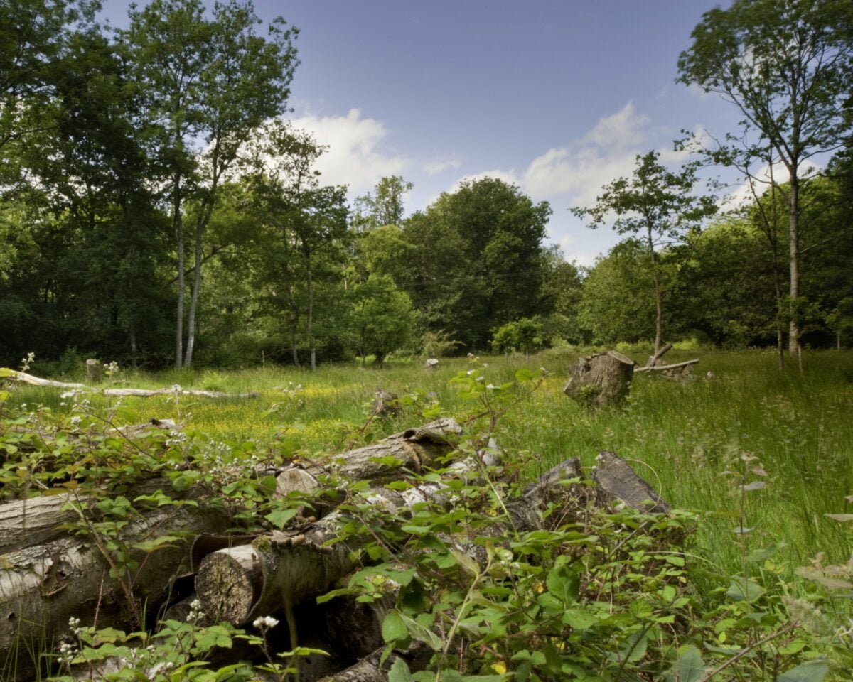 Reserve Ebernoe Wildland logs glade