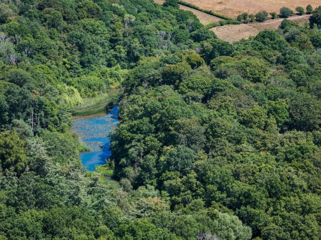 Reserve Ebernoe Wildland pond canopy Amy King Kai Hilton 5