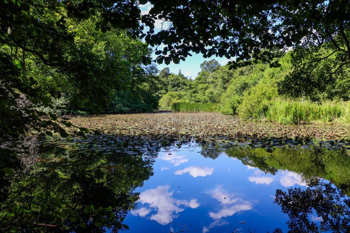 pond in woodland reflecting blue sky clouds