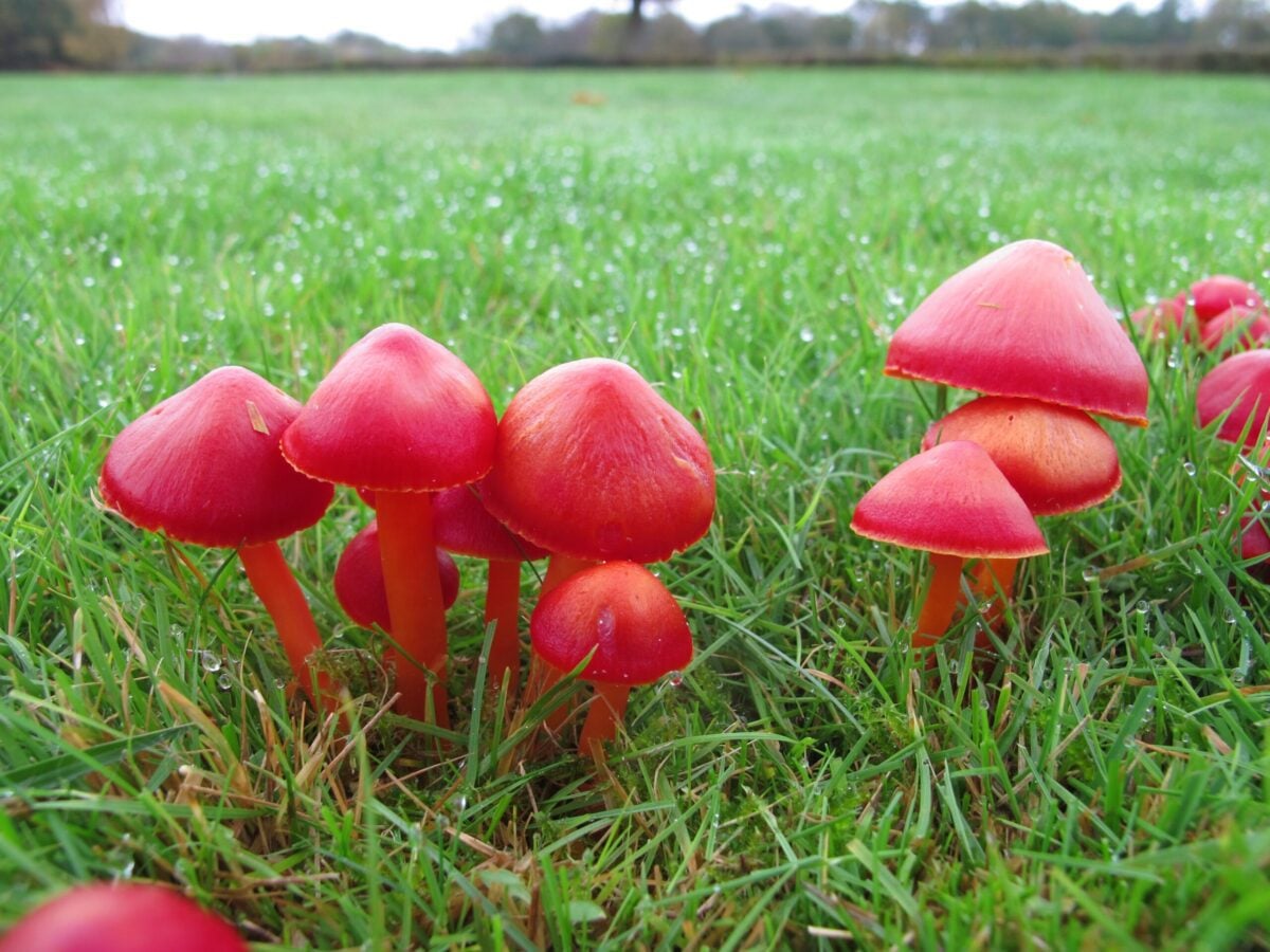 Reserve Ebernoe Wildlands Scarlet Waxcap