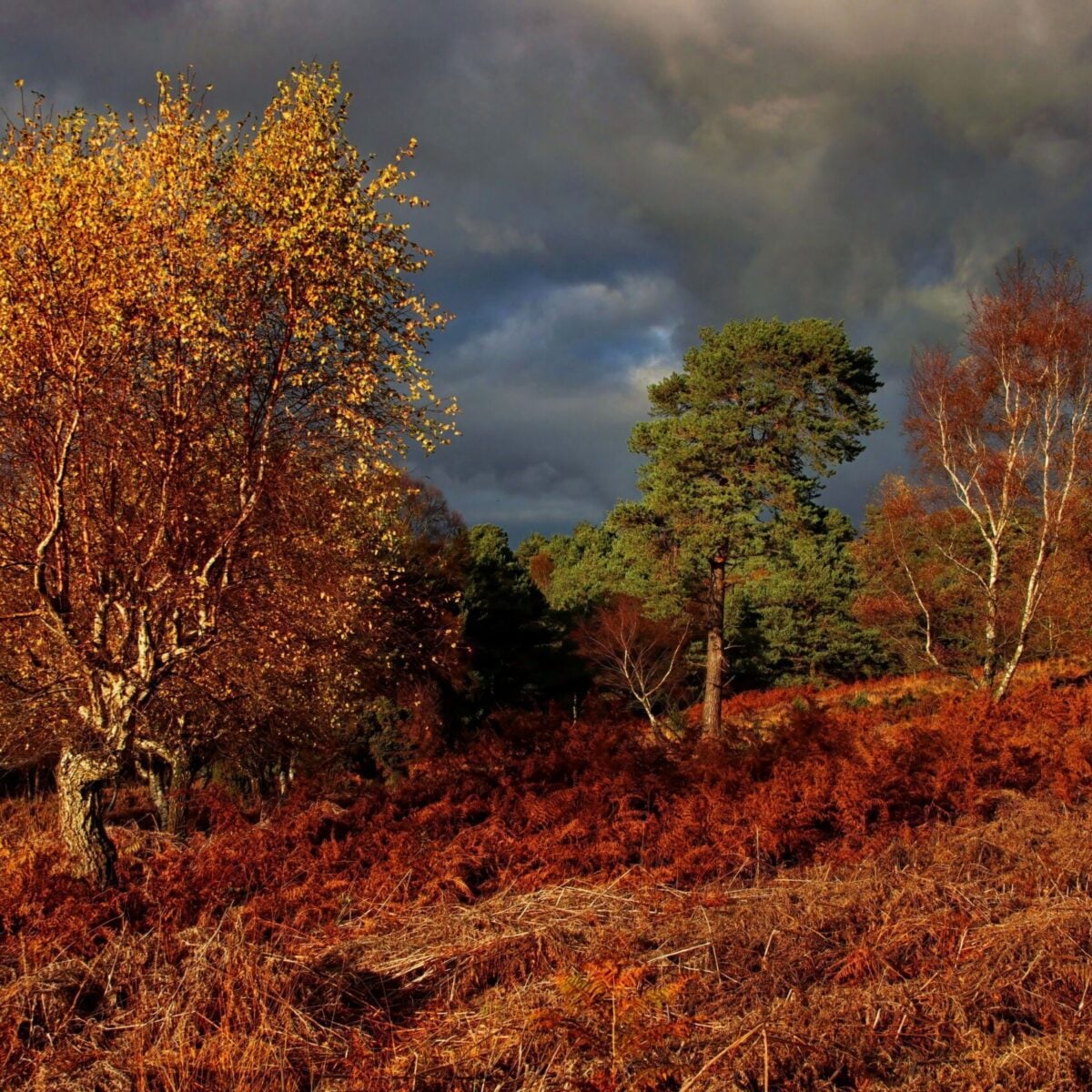 Reserve Trees Old Lodge Autumn