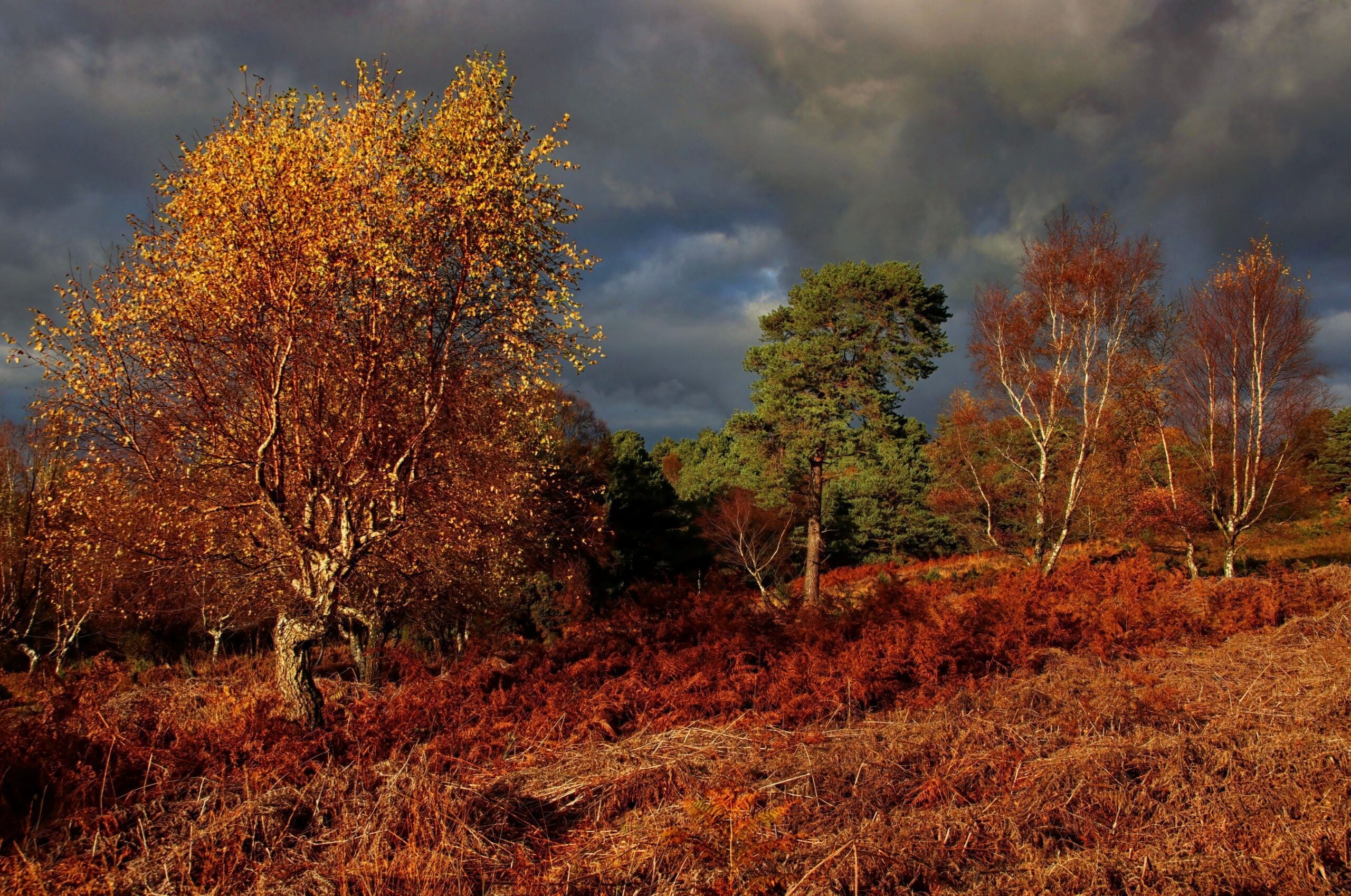 Reserve Trees Old Lodge Autumn