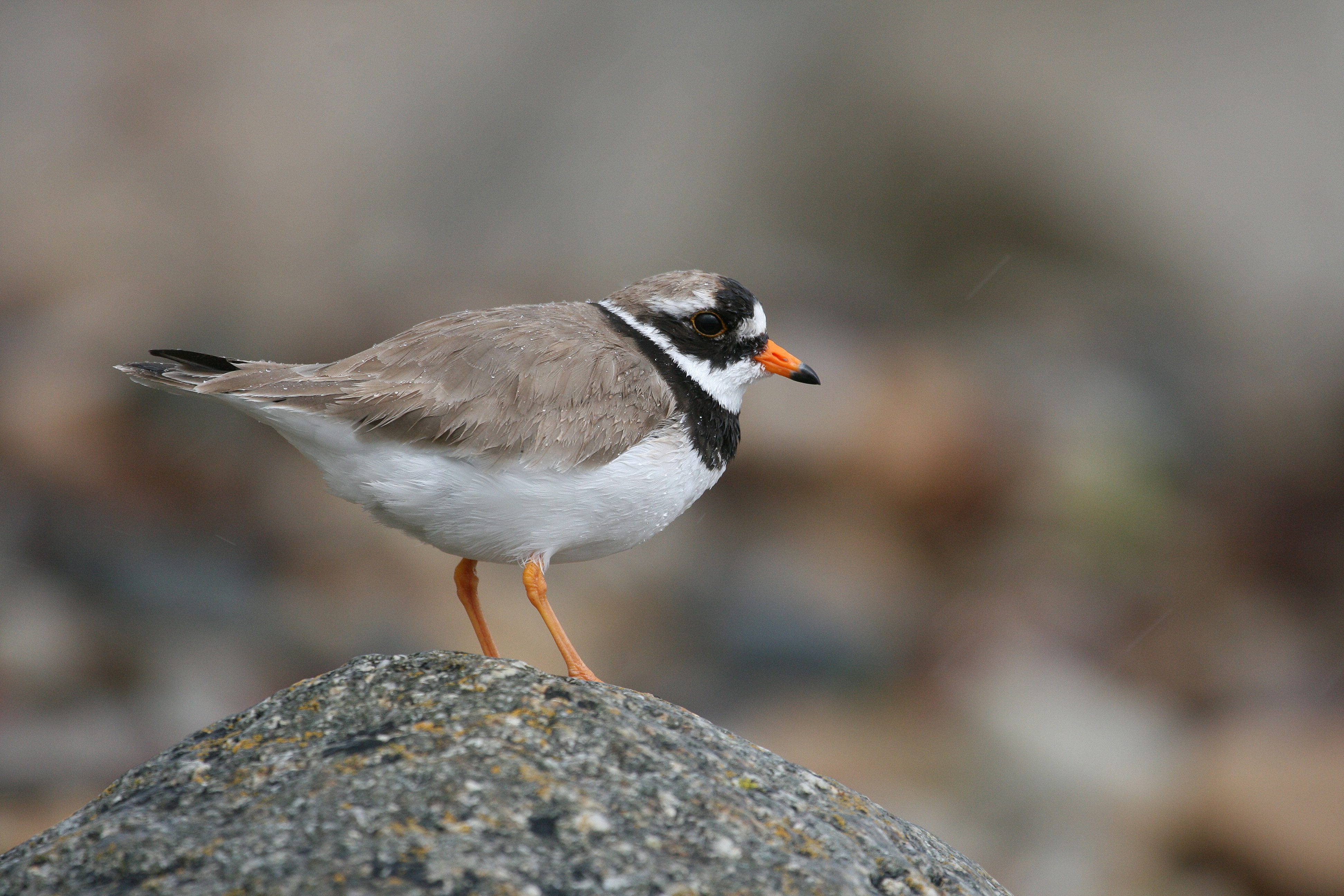 Ringed plover Tom Marshall compressed