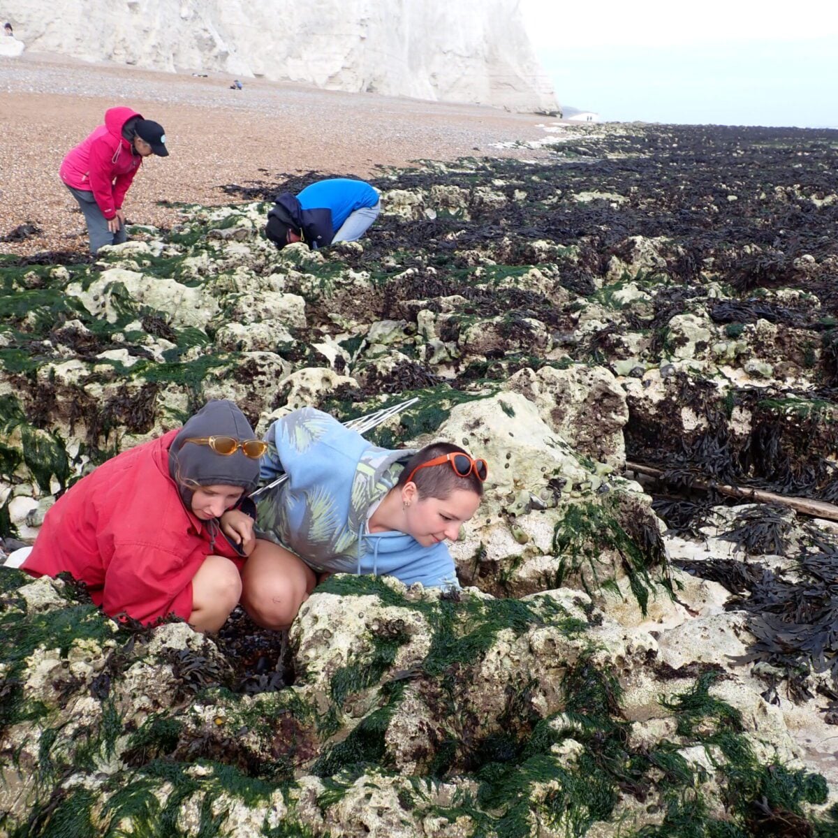 Rockpooling c Sophie Maplesden 2