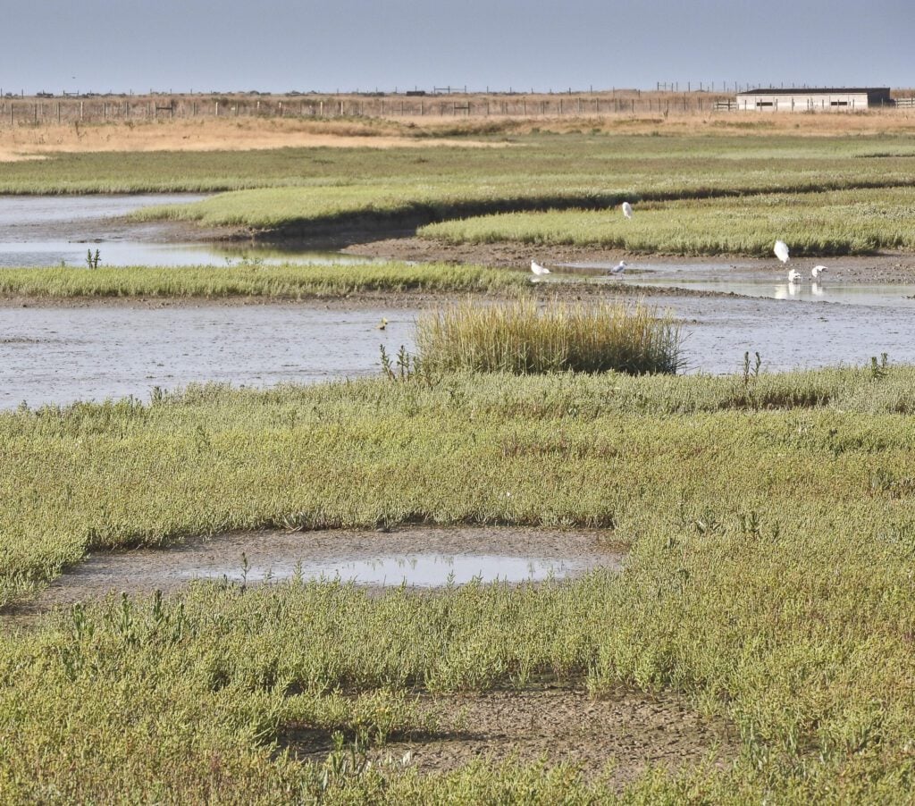 Saltmarsh with green vegetated areas, mud and water in a flat landscape © Barry Yates