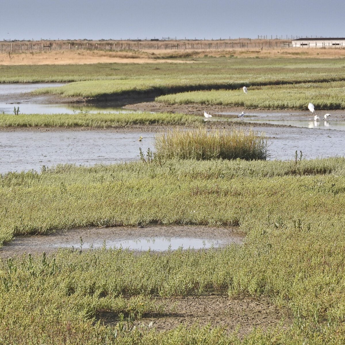 Saltmarsh Rye