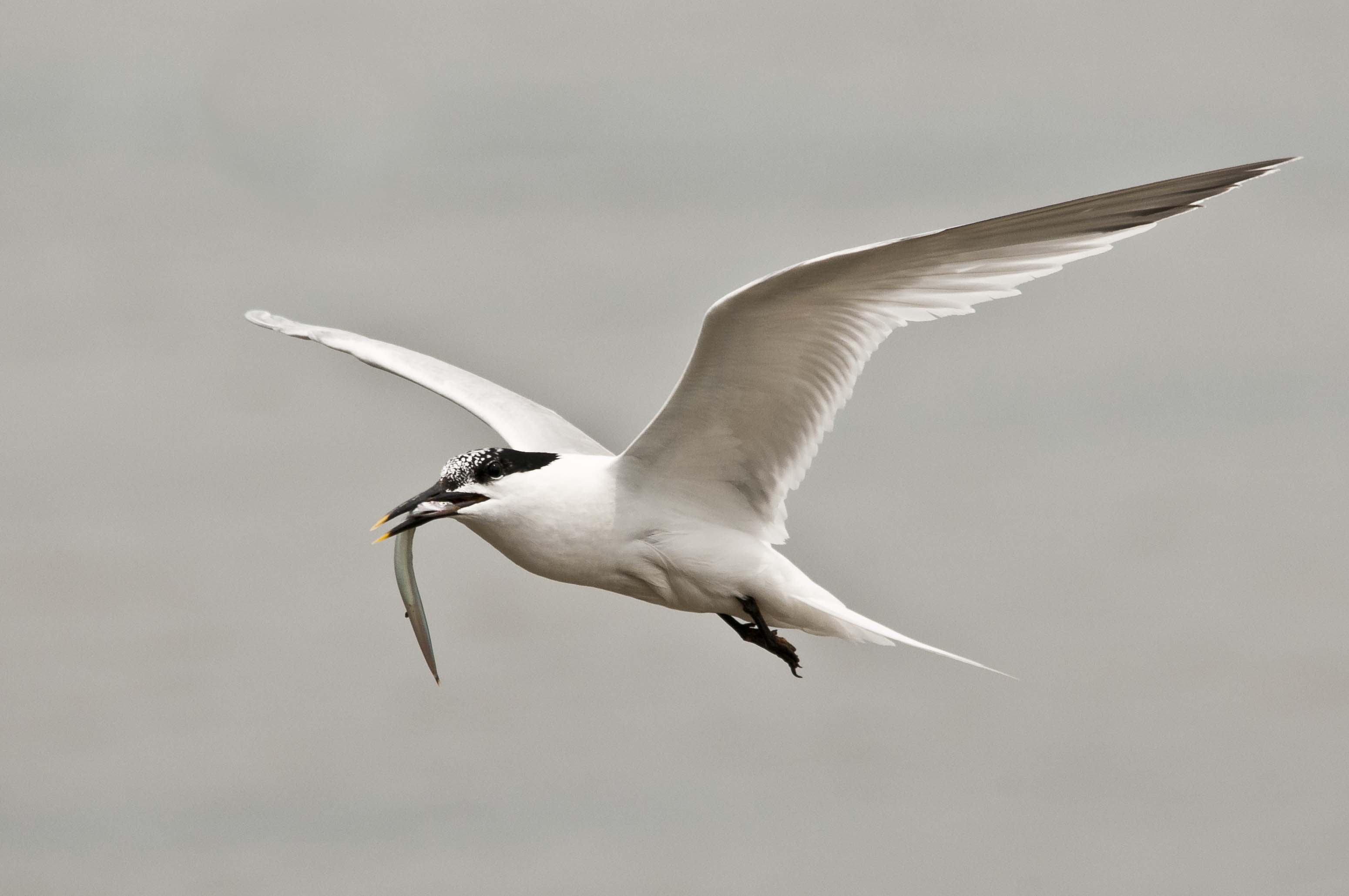 Sandwich Tern ©Bertie Gregory 2020VISION