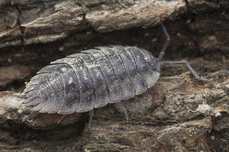 Shiny woodlouse c northeastwildlife RES