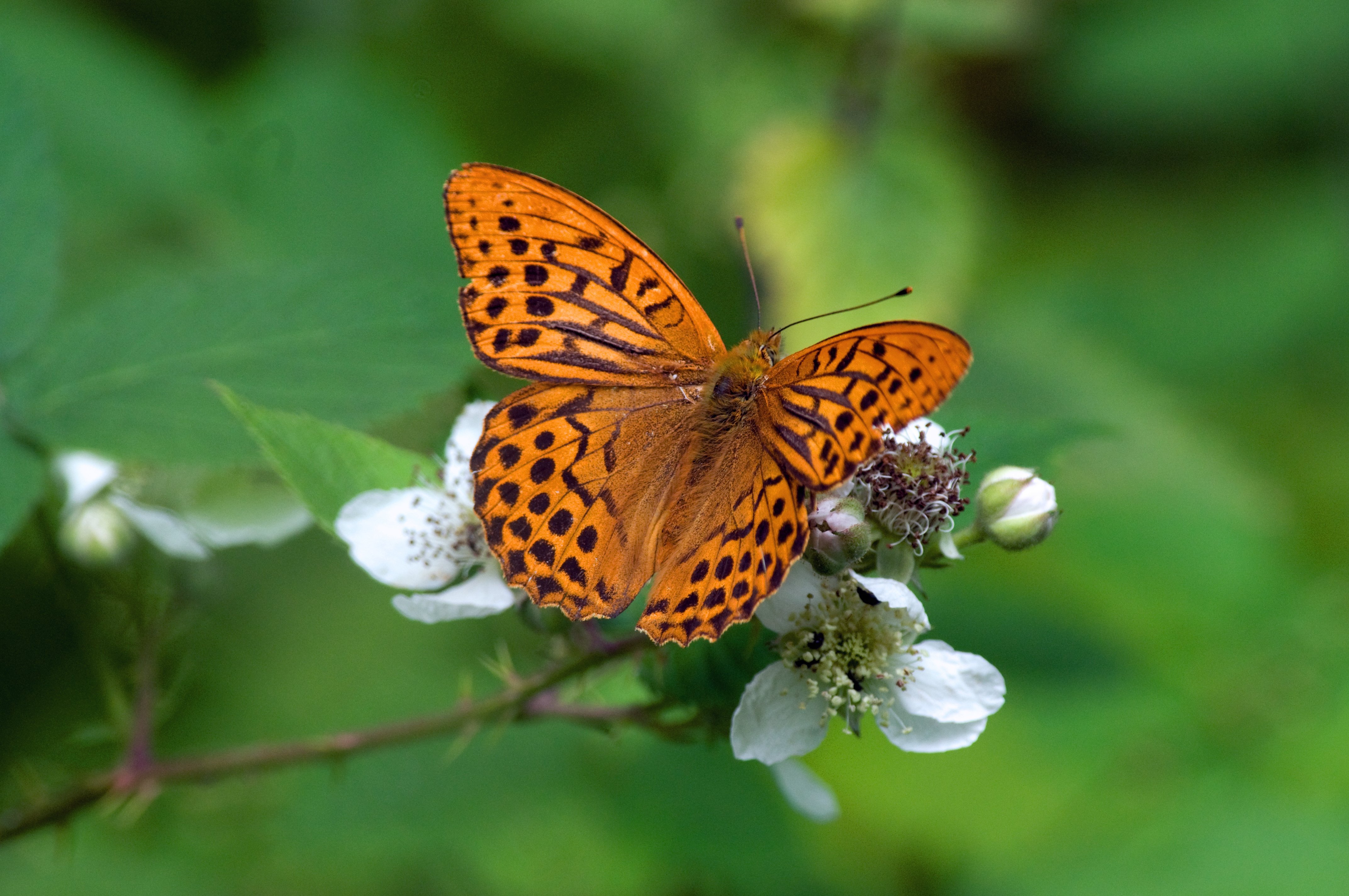 Silver washed fritillary c Don Sutherland