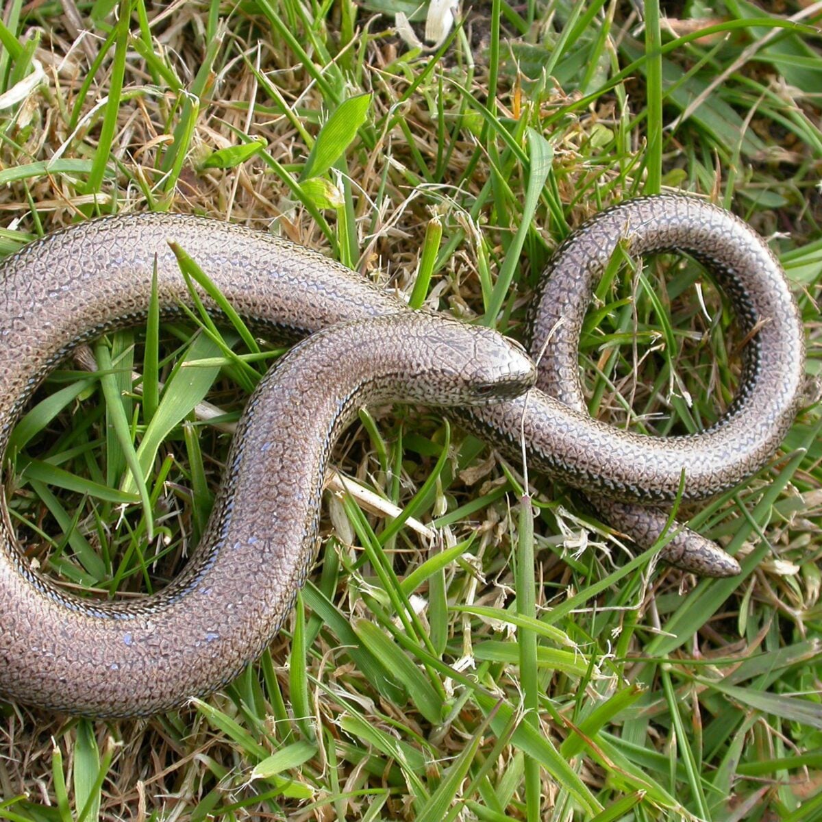 Slow worm cpt Bruce Shortland