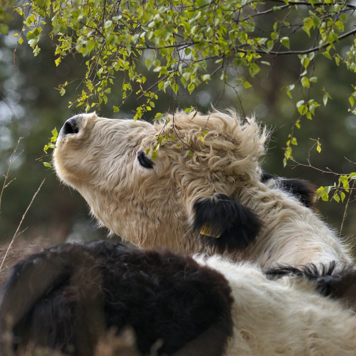 Species British White cattle Old Lodge