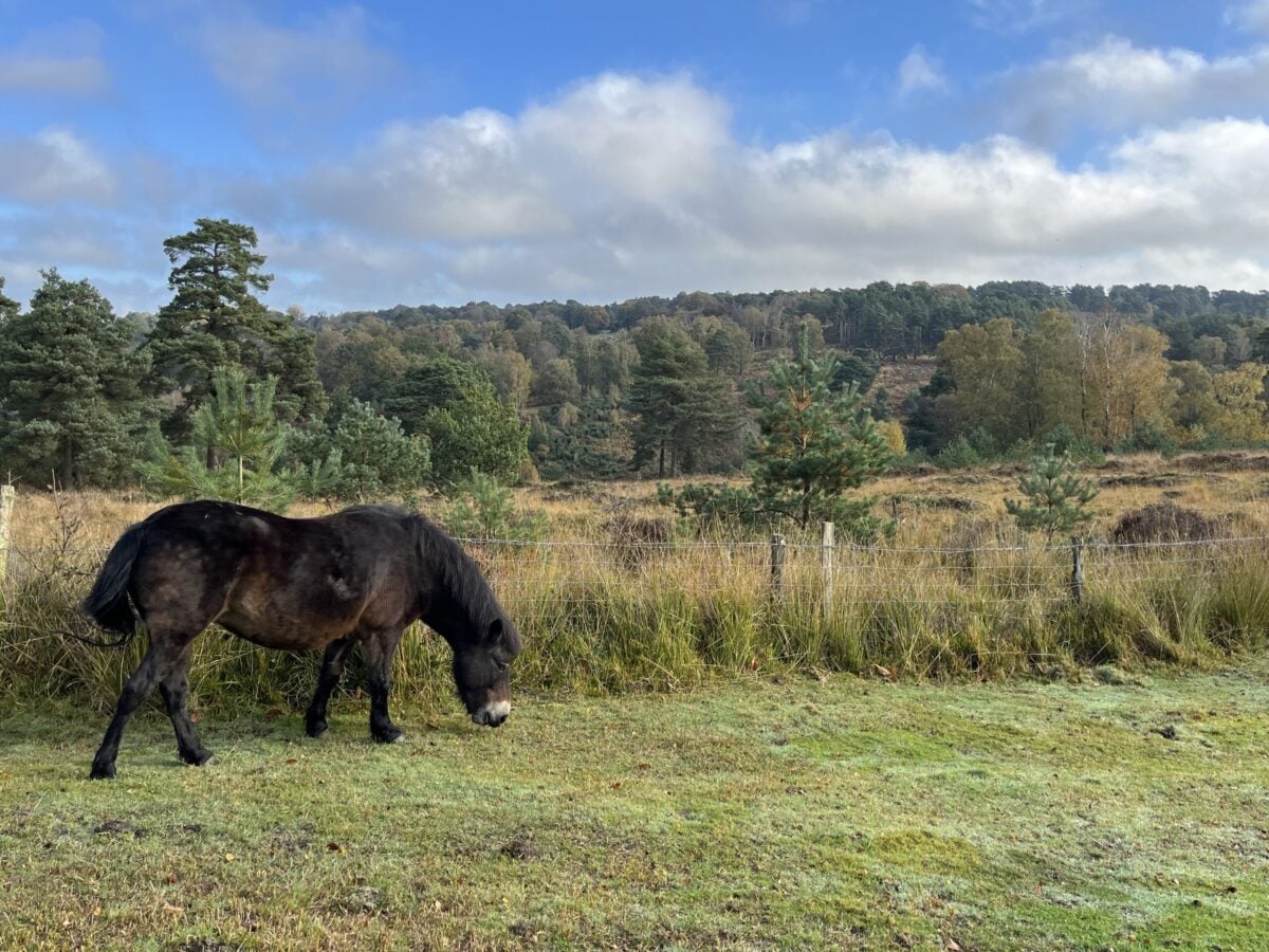 Species Exmoor Pony Old Lodge