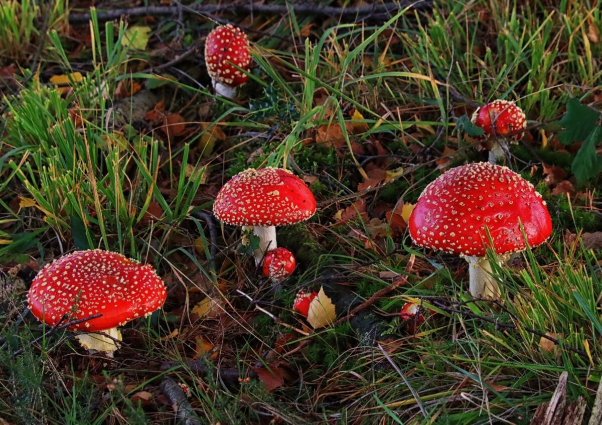 Species Fly Agaric