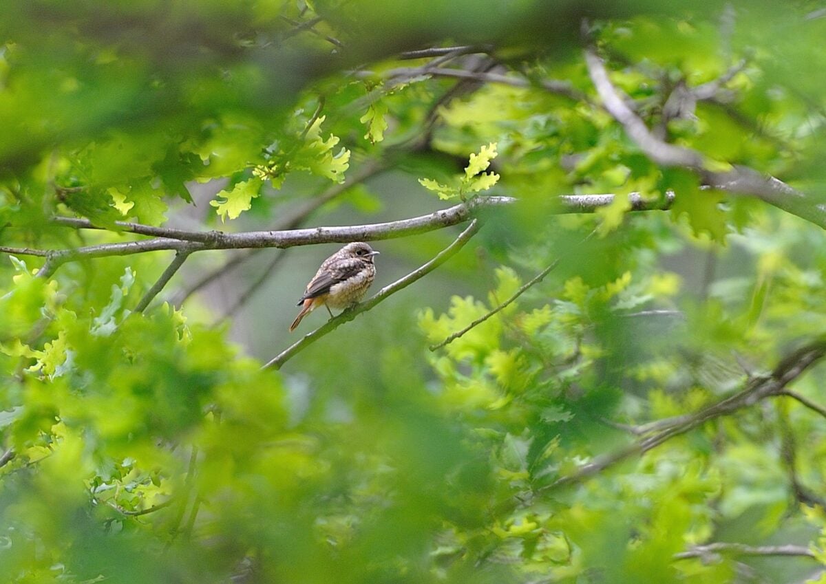Species Redstart fledgling Old Lodge