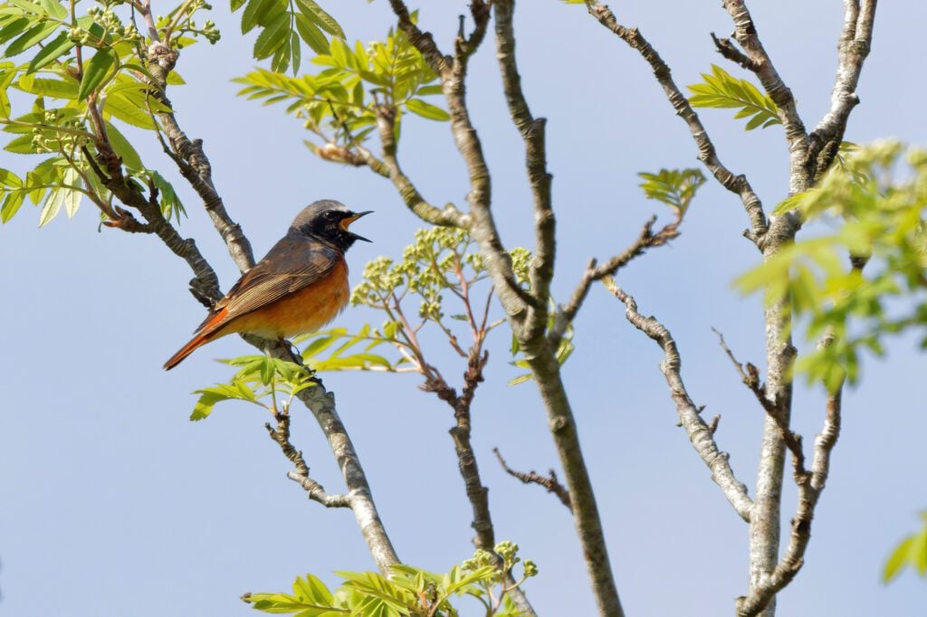 Species Redstart male Old Lodge