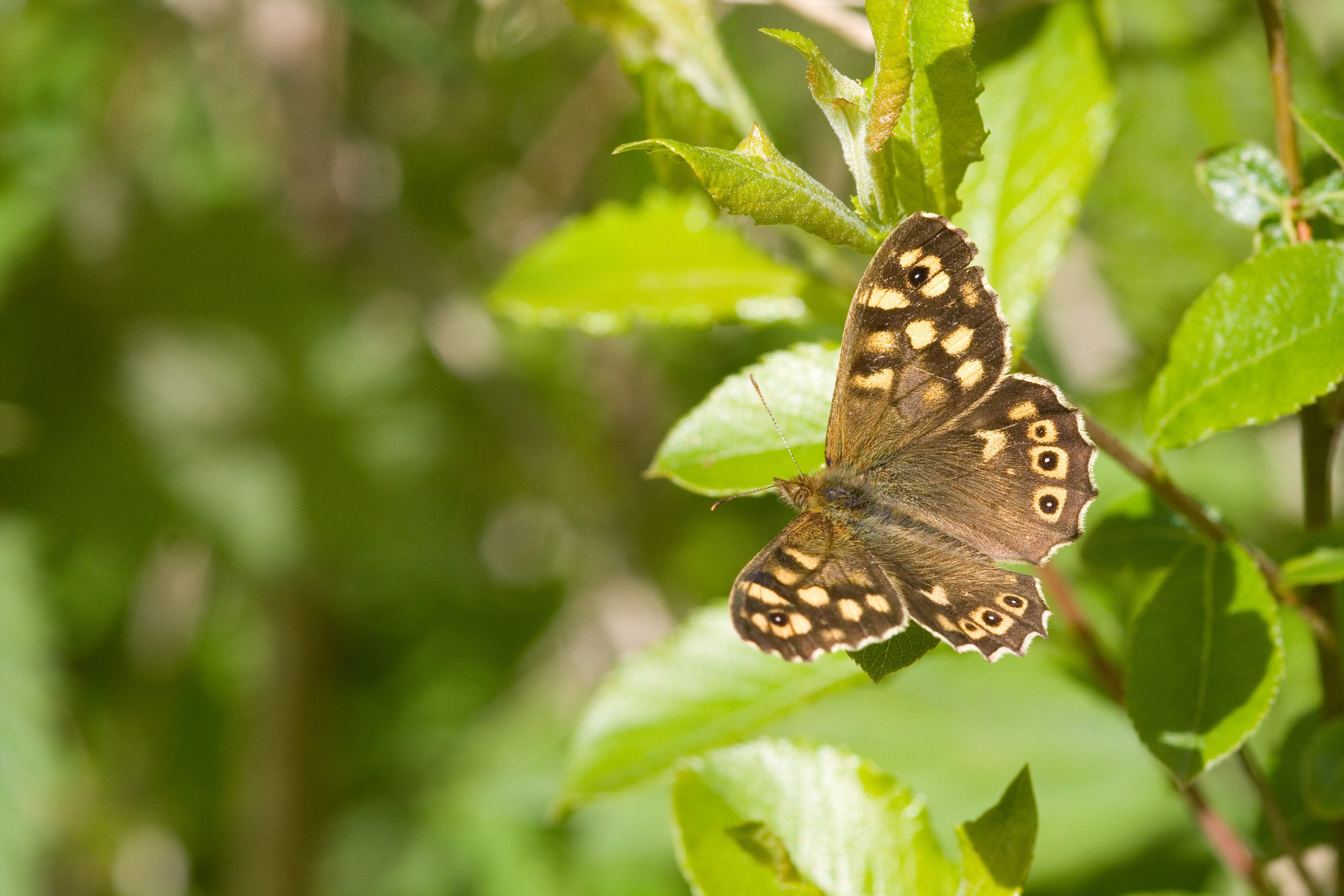 Speckled wood Tom Marshall compressed
