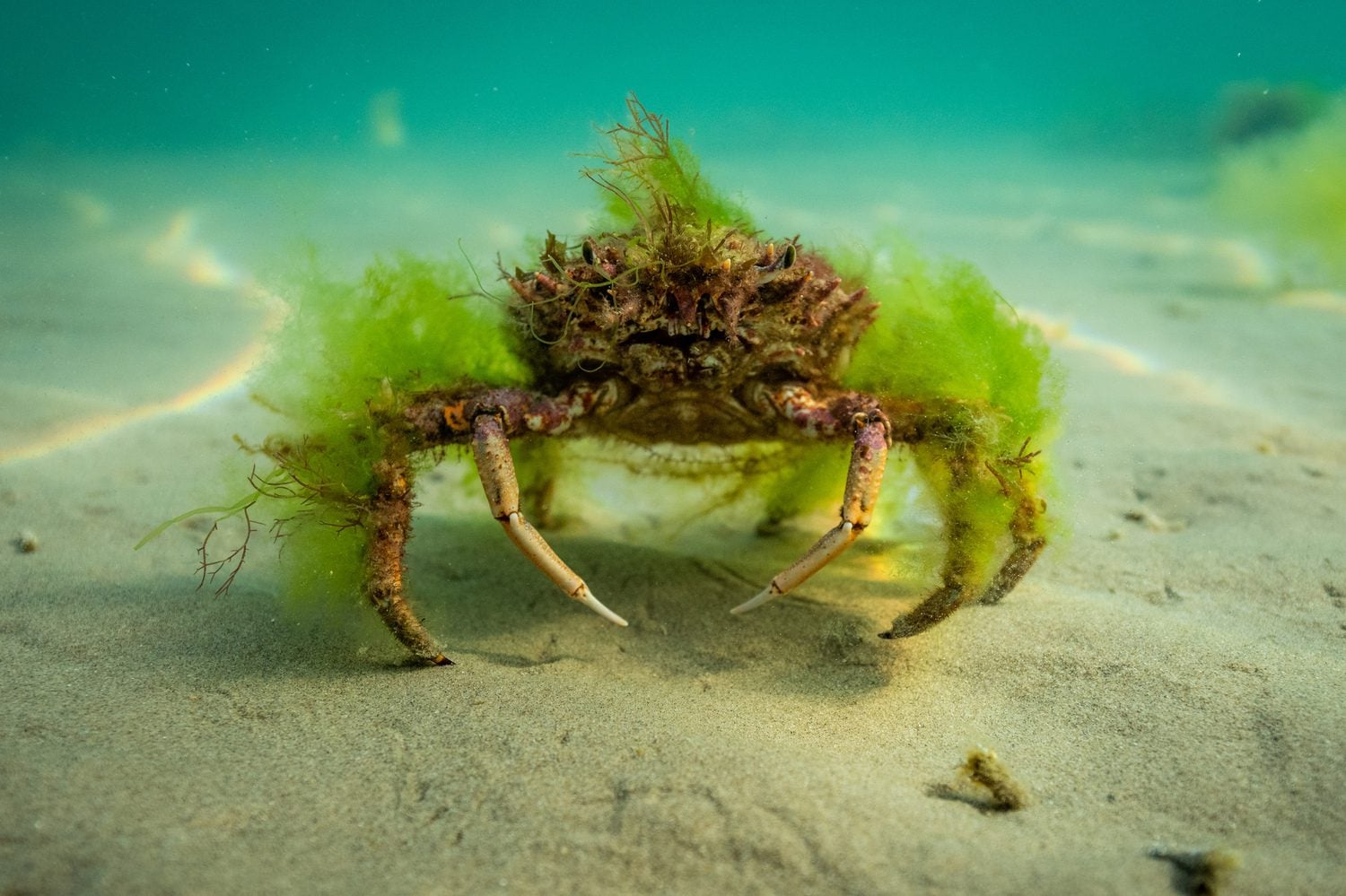 Spider Crab Piers Fearick 1