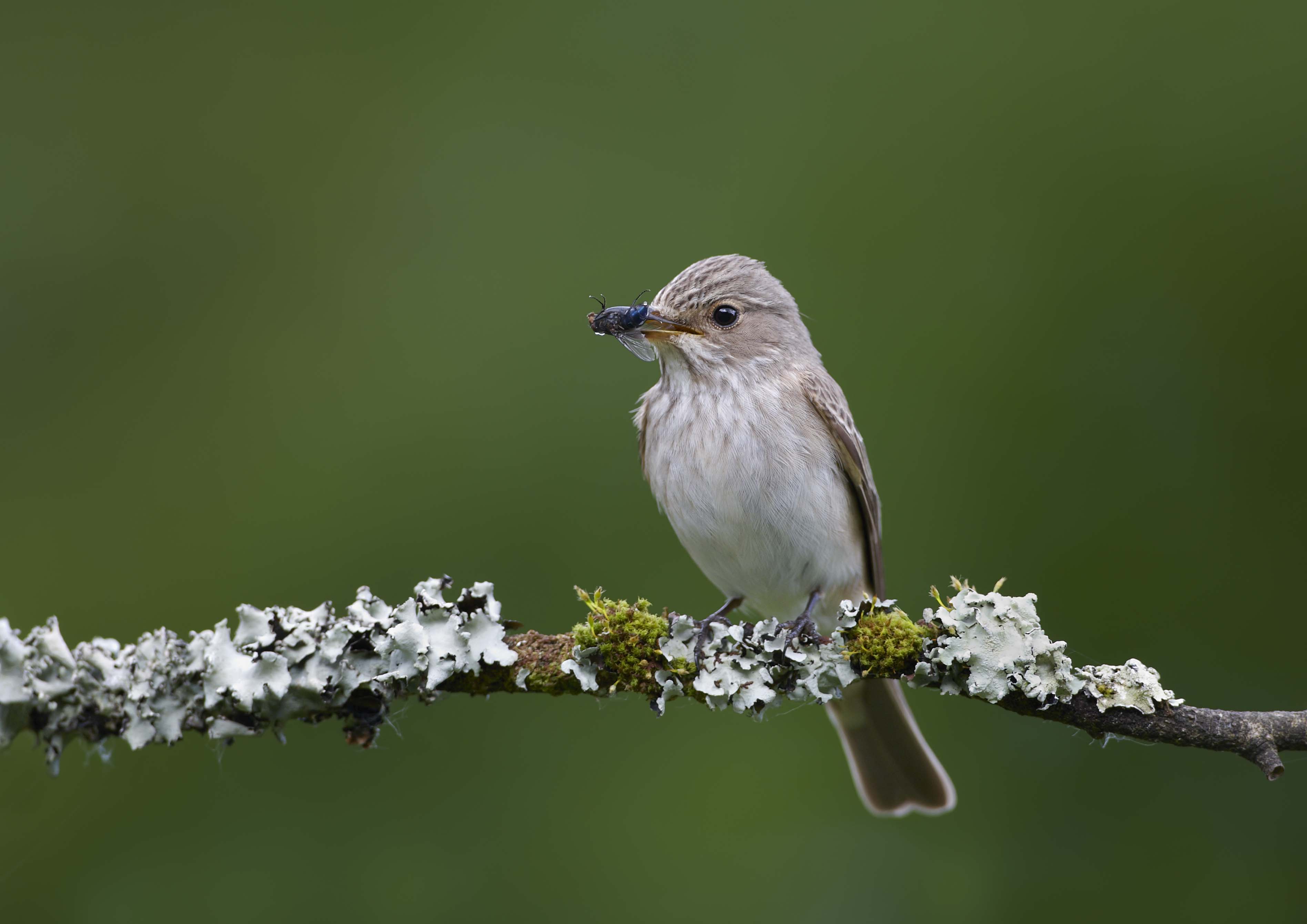 Spotted Flycatcher © Richard Steel 2020VISION