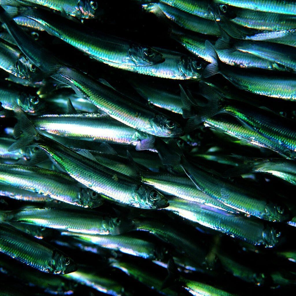 Sprat shoal Paul Naylor 1