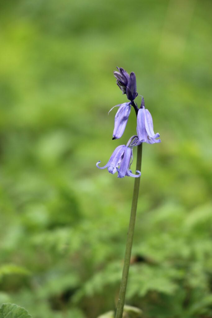 Bluebell © Sue Curnock