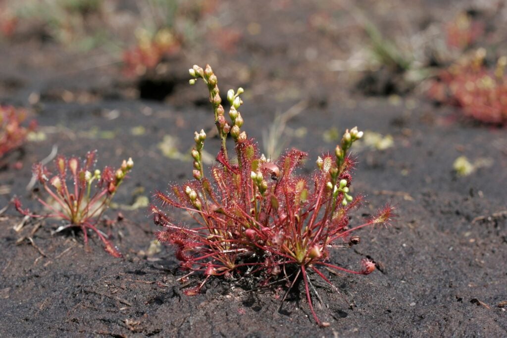 Sundew