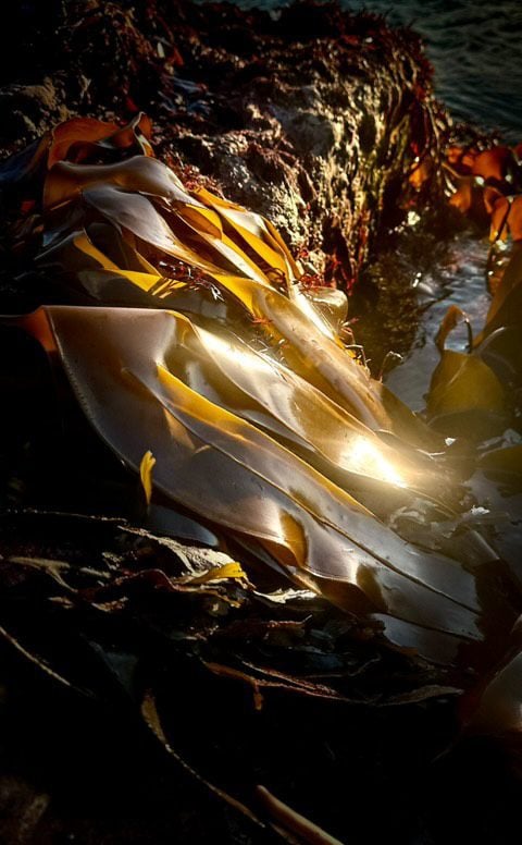 Kelp fronds underwater 