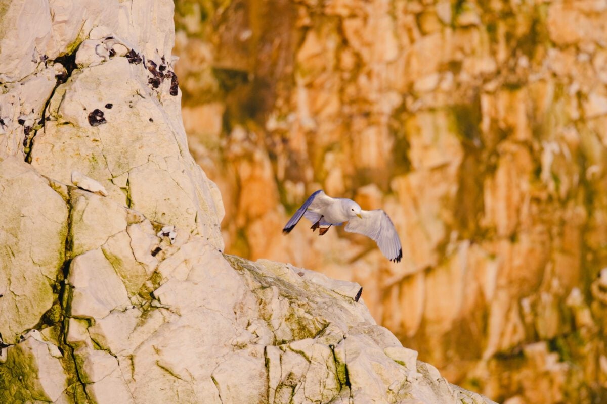 TakingFlight SamanthaNewson Seaford