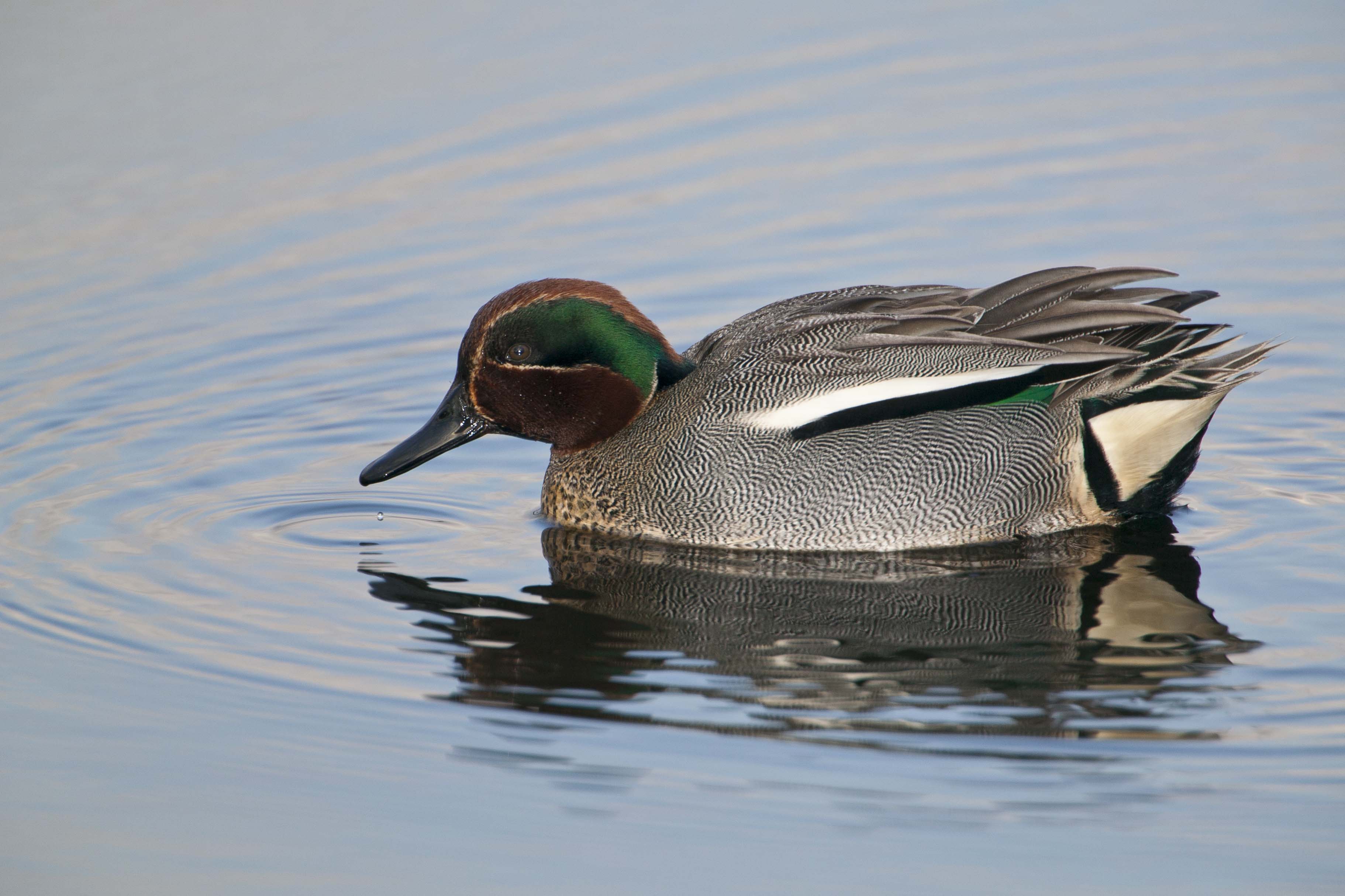 Teal © Guy Edwardes 2020VISION