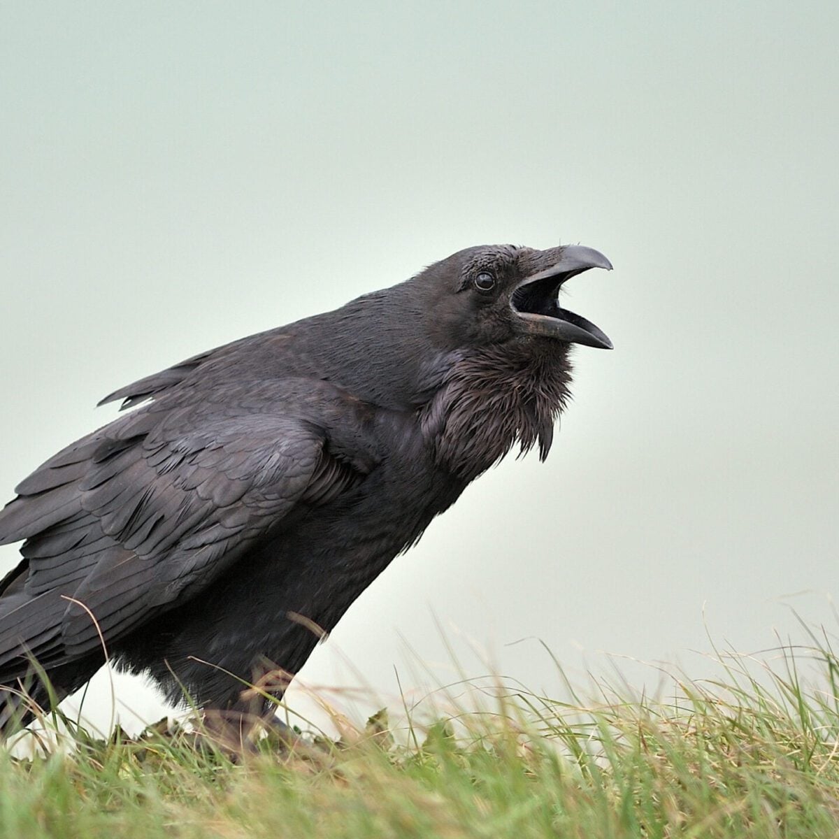 Raven