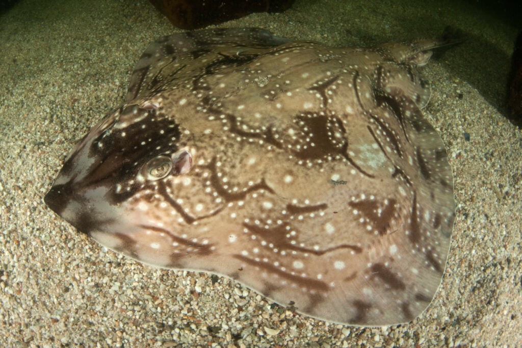 Undulate ray Raja undulata cPeter Verhoog RESTRICTED