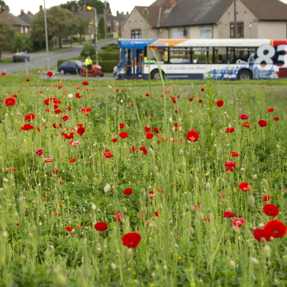 Urban flowers parson Cross Sheffield 8 c Paul Hobson