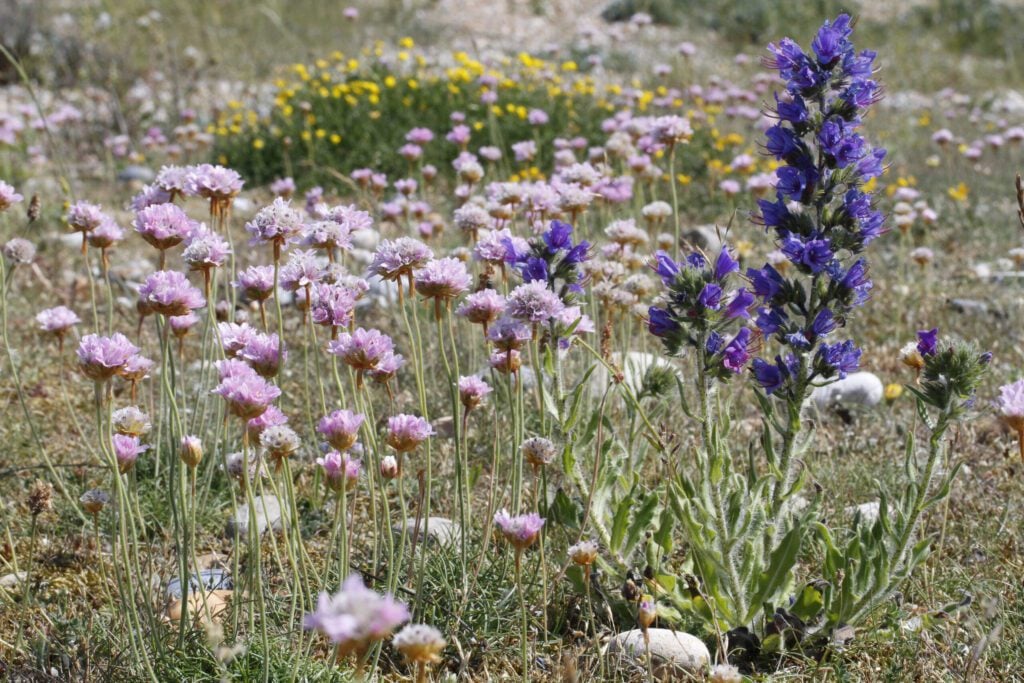 Vipers Bugloss and Thrift at Rye Harbour Nature Reserve