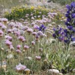 Pink, purple and yellow flowers growing among shingle
