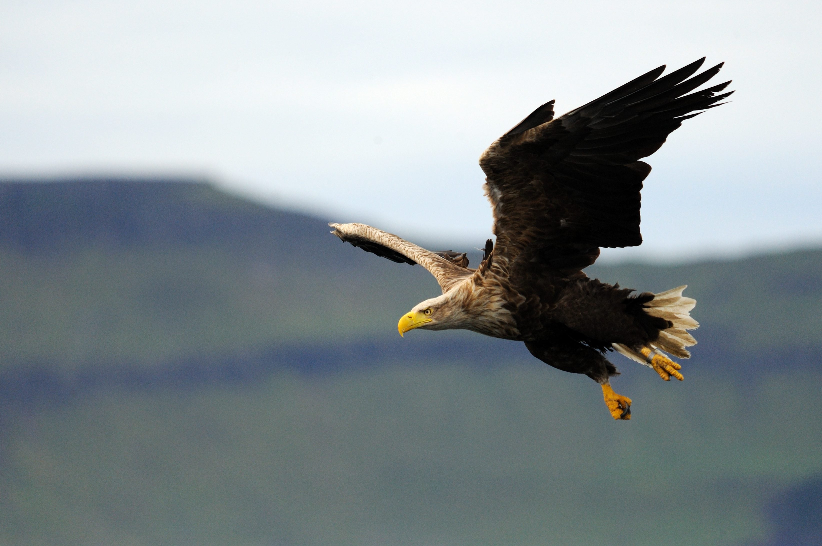 White tailed eagle 5 c Amy Lewis