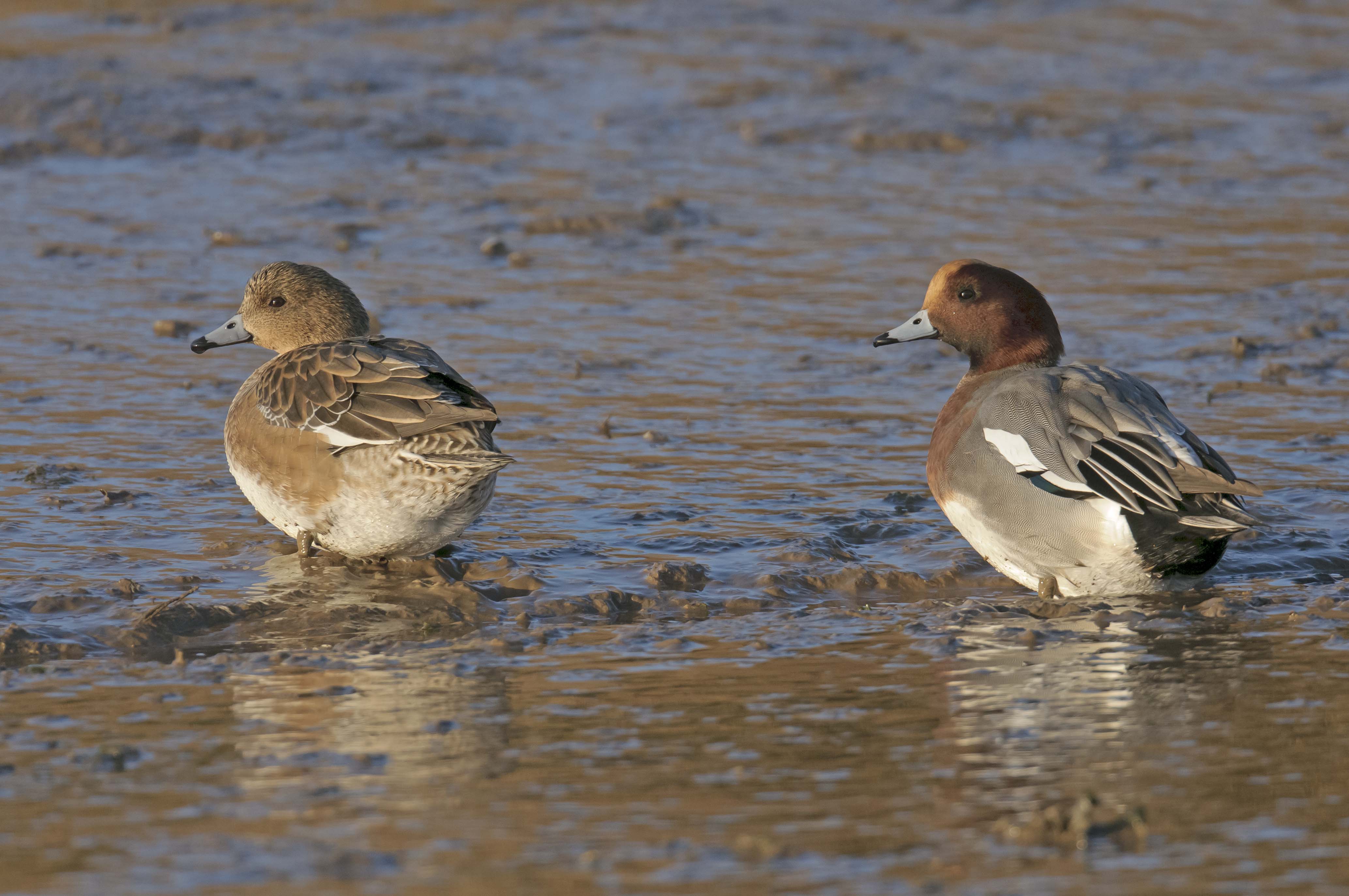 Wigeon © Chris Gomersall 2020VISION