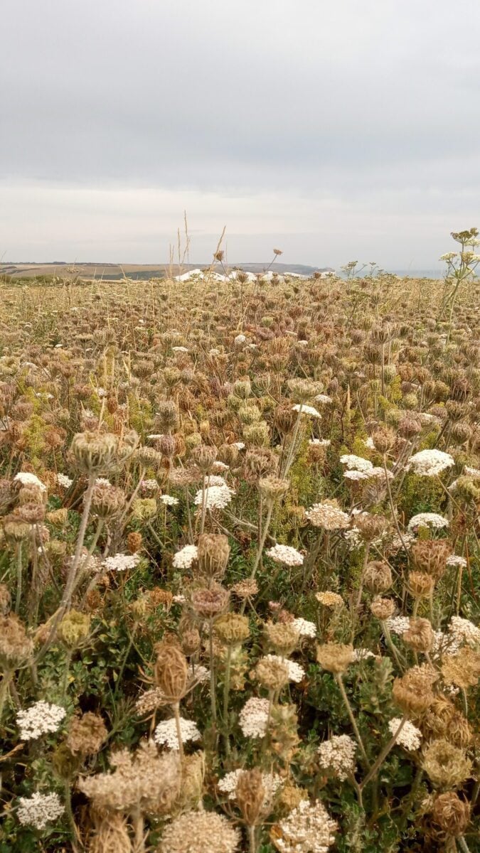 Wild Carrot view Seaford Head Mathew Frith