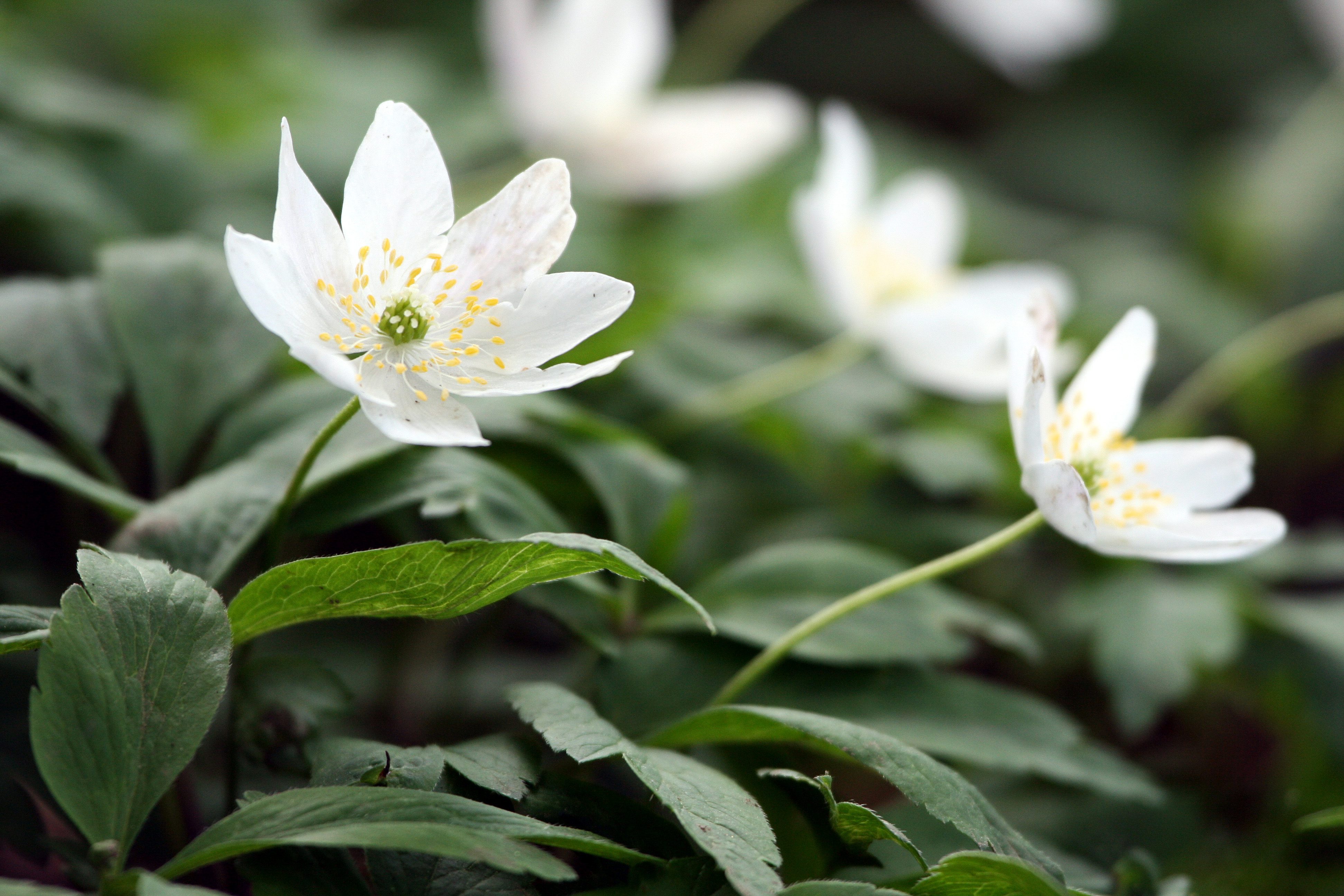 Wood anemones c Jim Higham