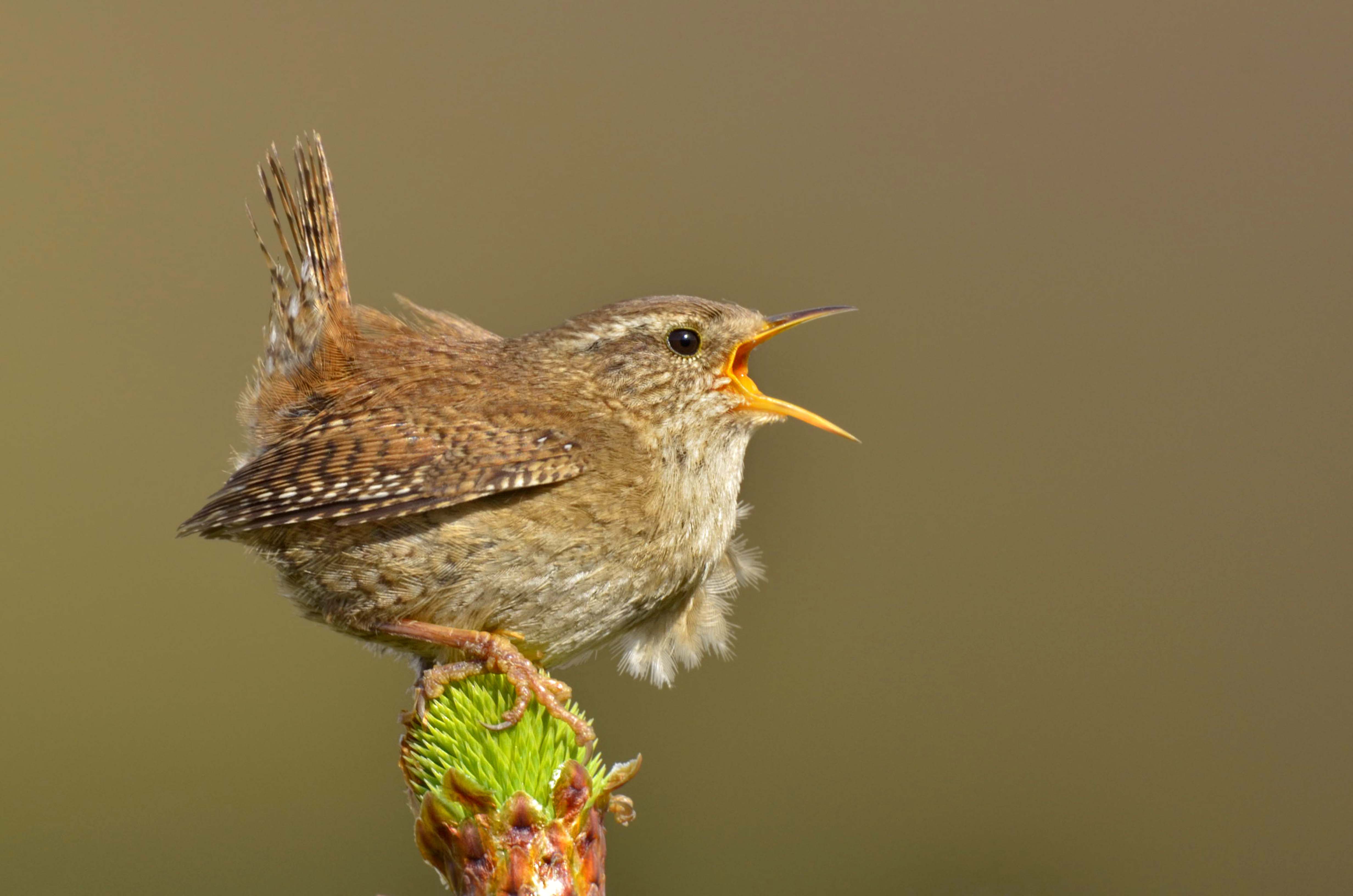 Wren © Andy Rouse 2020VISION