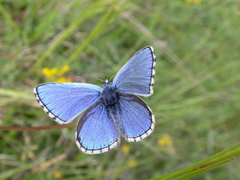 Adonis Blue © Graeme Lyons