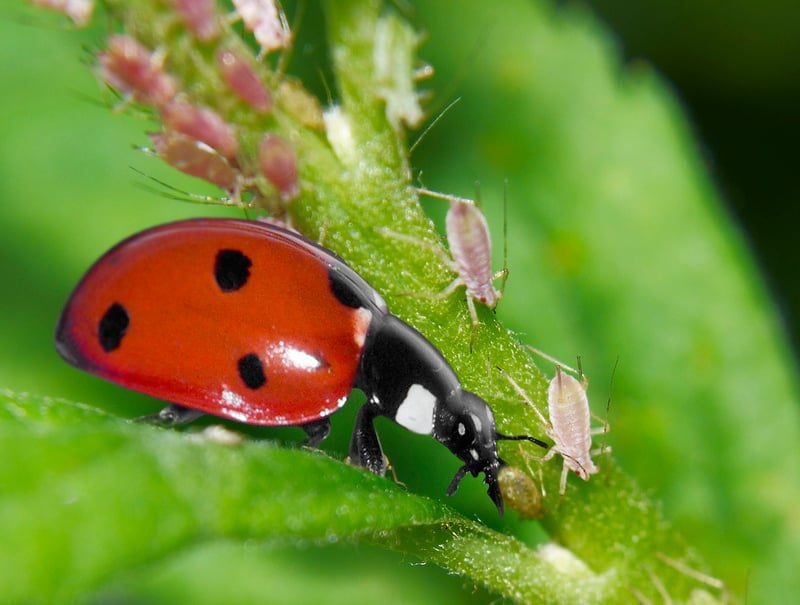 Seven-spot Ladybird © Allan Price Seven-spot Ladybird © Allan Price