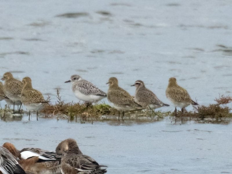 american golden plover amongst golden ploverrhnr ray allen 1