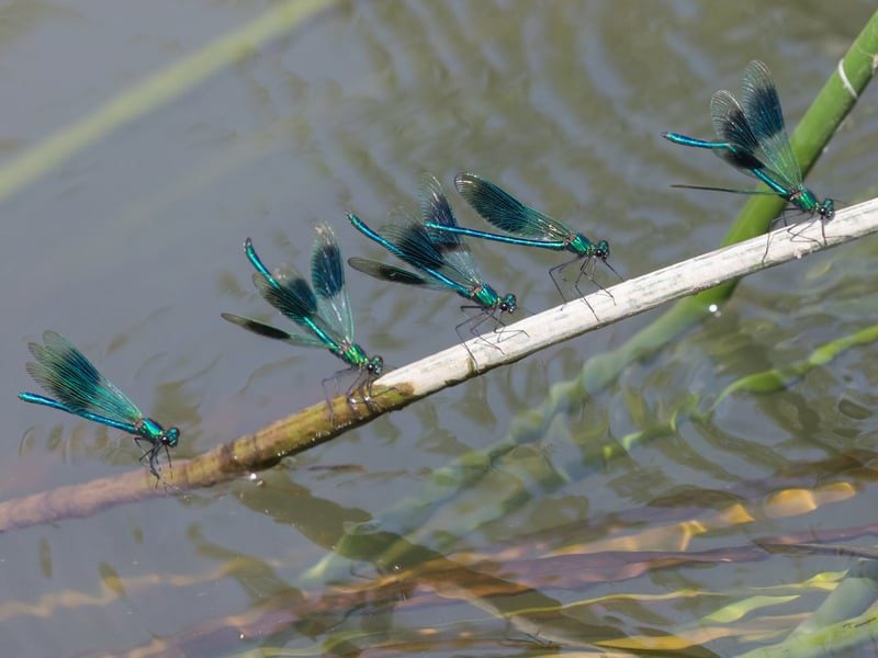 banded demoiselle 5 males on reed