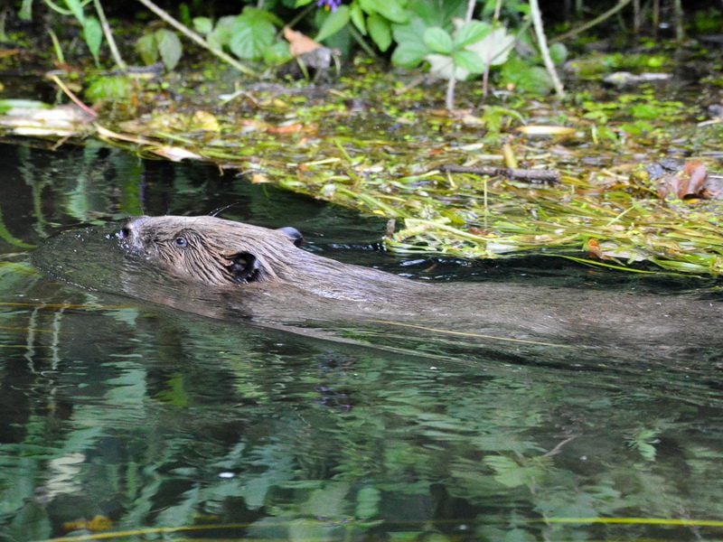 Swimming Beaver © Matt Phelps Beaver 2 Matt Phelps