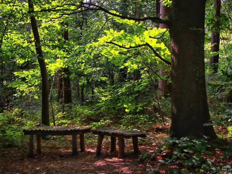benches at selwyns wood john lauper 1