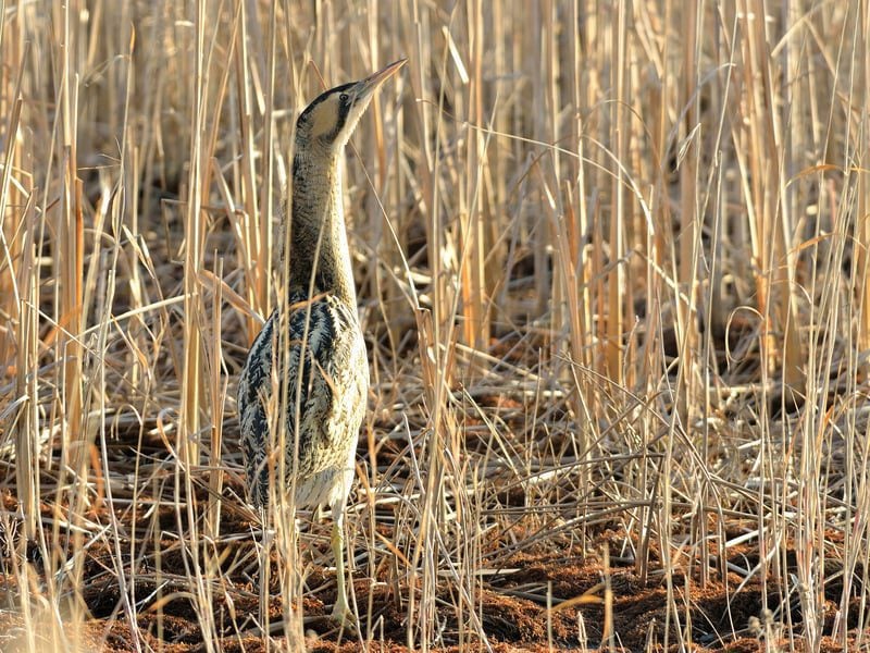 bittern bob eade 2