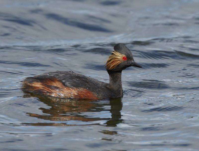 Summer-plumaged Black-necked Grebe © Richard Steel/2020VISION Summer-plumaged Black-necked Grebe © Richard Steel/2020VISION