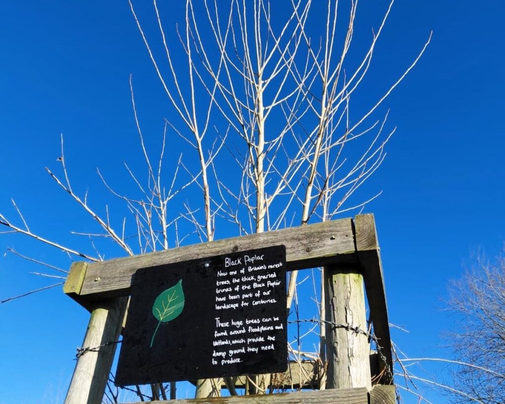 black poplar 1