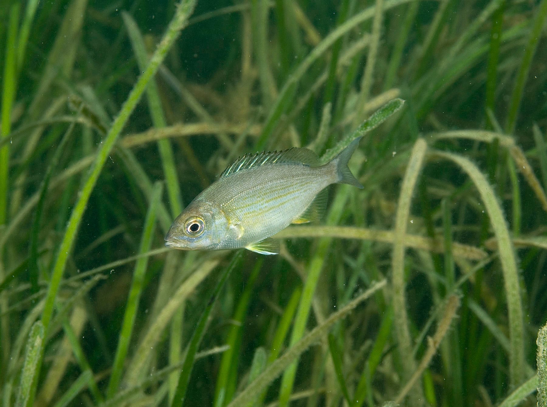 black seabream paul naylor 1