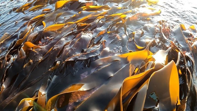 Kelp at Bognor © Paul Boniface