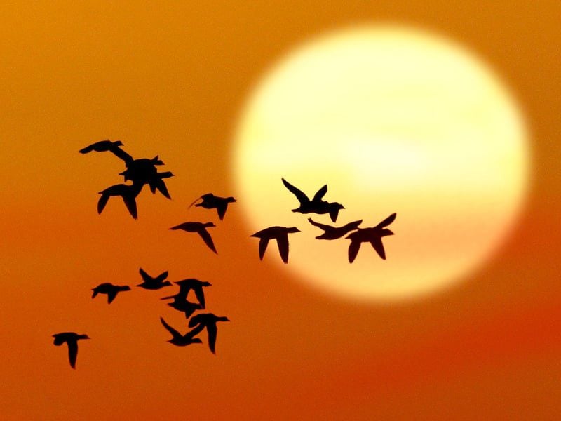brent geese 2 1 w800h600